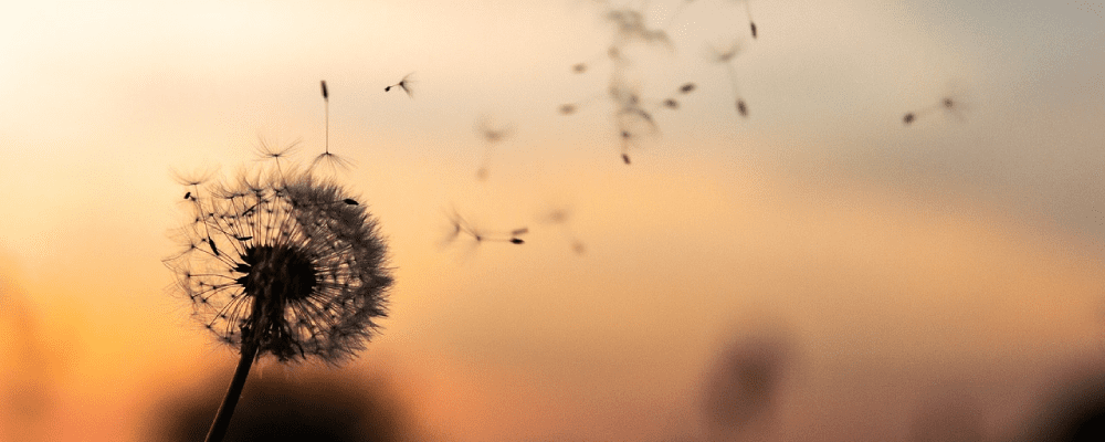 Dandelion Blow Image
